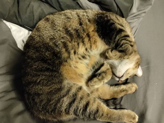 A brown tabby with black stripes and a white chin, curled up asleep on a grey blanket with its paws tucked against its face.